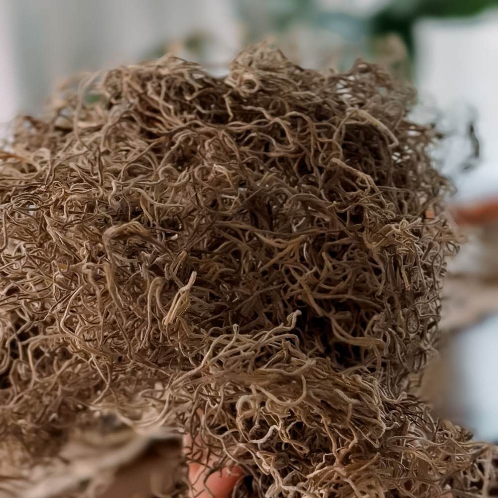 Dried and preserved Spanish moss